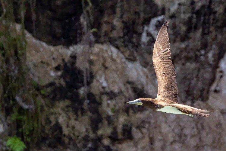 Brown booby bird in flight near rocky cliffs, Bocas del Toro.