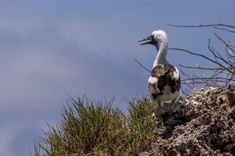 Immature booby bird perched on a grassy, rocky outcrop in Bocas del Toro.