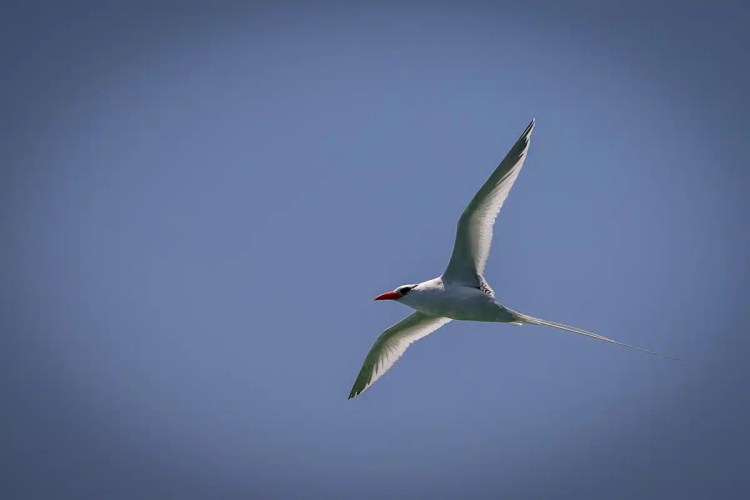 Red-billed tropicbird soaring in a clear blue sky, Birding Bocas del Torro.