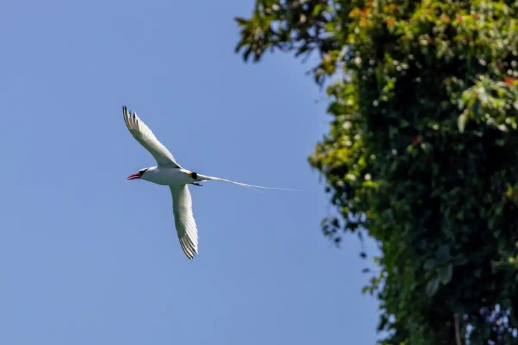 Red-billed tropicbird in flight against a blue sky near lush greenery.