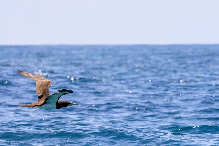 Brown booby bird flying over the ocean in Bocas del Torro.