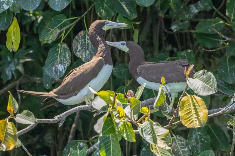 Two Brown Booby birds perched in lush foliage, Bocas del Toro birding.