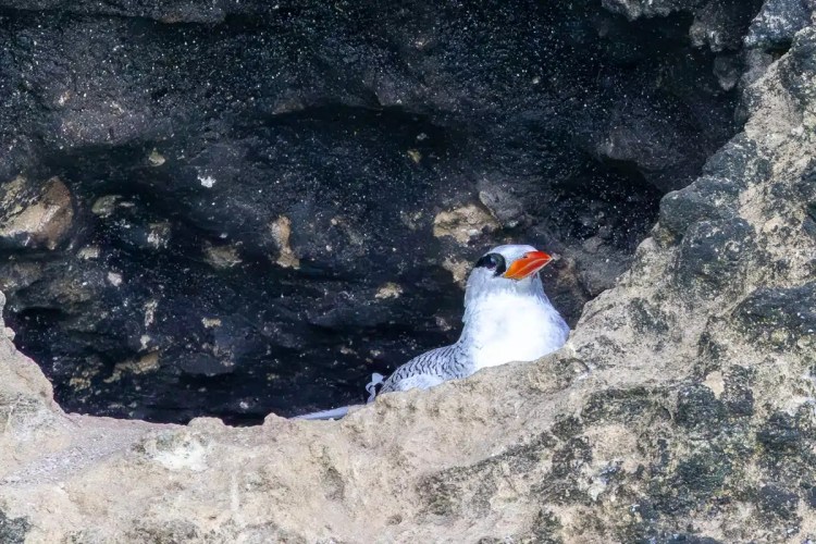 Red-billed tropicbird nesting in a rocky crevice in Bocas del Toro.