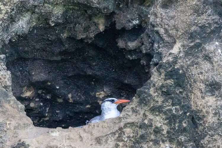 Red-billed tropicbird nesting in a rock cave, Bocas del Toro.