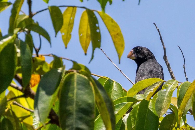 Black bird with a stout beak perched amongst green leaves against a blue sky, Birding Bocas del Torro.