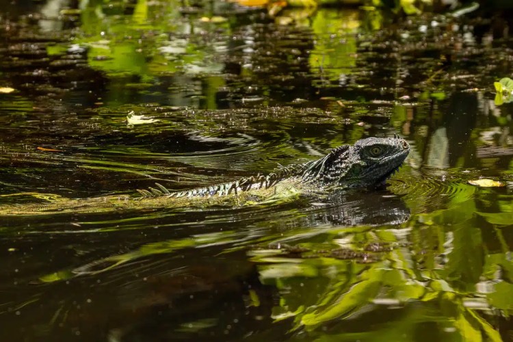 Iguana swimming in a pond in Bocas del Torro. Birding destination.