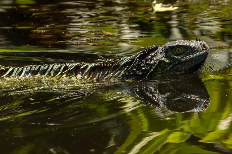 Green iguana swimming in water, reflection visible. Birding Bocas del Torro wildlife.