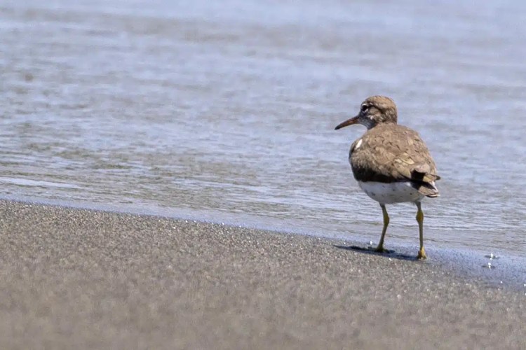 Spotted sandpiper at the water's edge in Bocas del Torro, Panama.