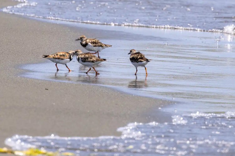 Ruddy turnstones foraging on a sandy beach in Bocas del Toro.