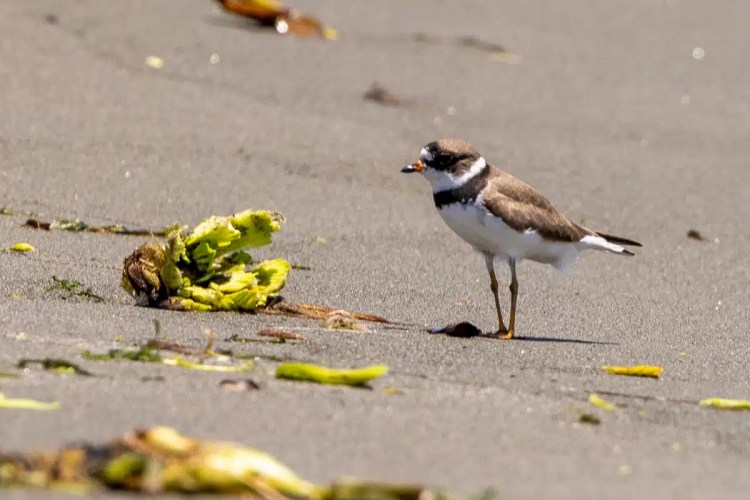 Least Ringed Plover standing on a sandy beach near seaweed.
