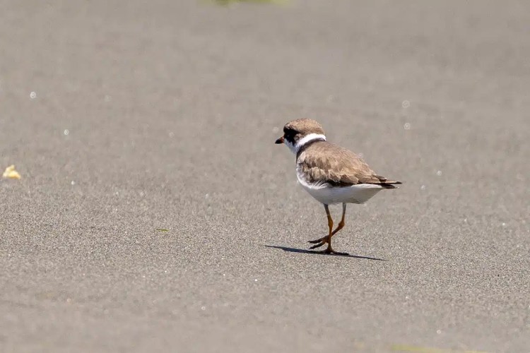 Shorebird on sand. Birding Bocas del Torro.