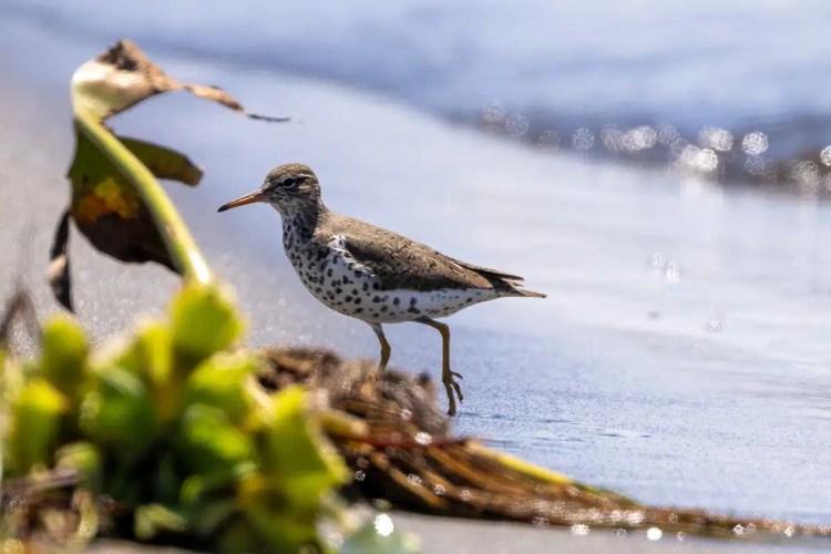 Spotted sandpiper foraging on a Bocas del Toro beach near vegetation.