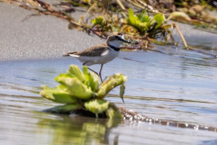 Shorebird standing on a floating plant in Bocas del Torro.