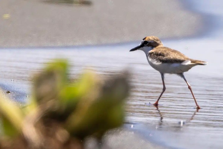 Shorebird wades in shallow water at Bocas del Toro, Panama. Birding paradise.