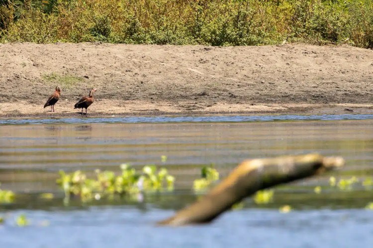 Two black-bellied whistling ducks stand on a sandy bank in Bocas del Torro, near water and foliage.
