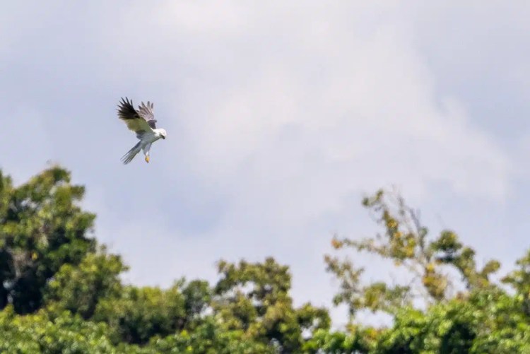 White-tailed kite in flight over Bocas del Toro foliage. Birding paradise.