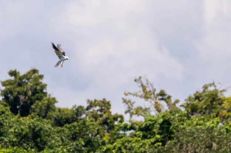 White-tailed kite diving above lush trees in Bocas del Torro. Birding paradise.