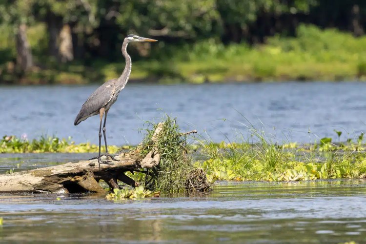 Great Blue Heron standing on a log in the water near Bocas del Torro.