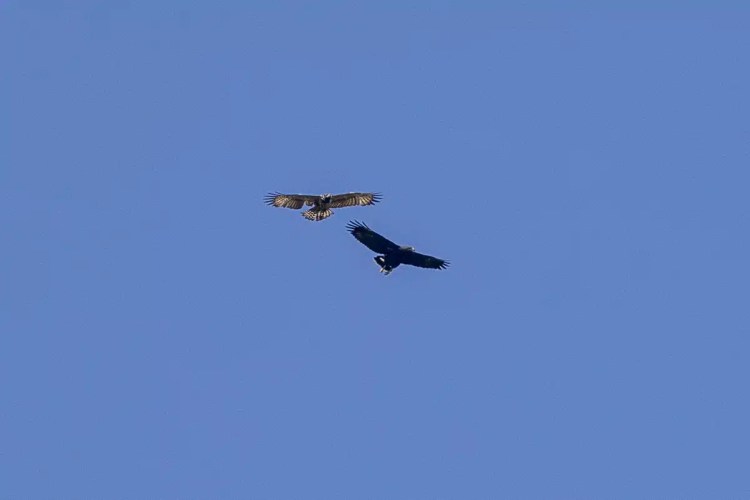 Two birds, possibly eagles, soaring against a clear blue sky in Bocas del Toro.