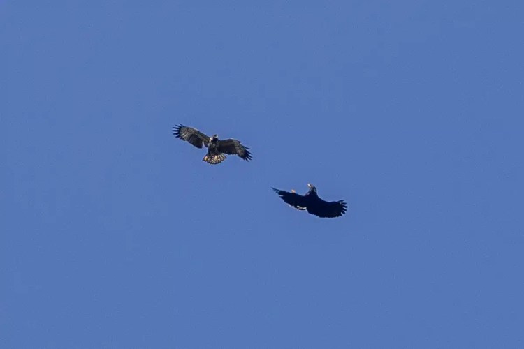 Two birds soaring against a clear blue sky in Bocas del Torro.