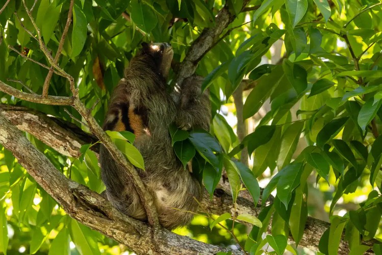 Sloth clinging to a tree branch amidst lush foliage in Bocas del Torro.