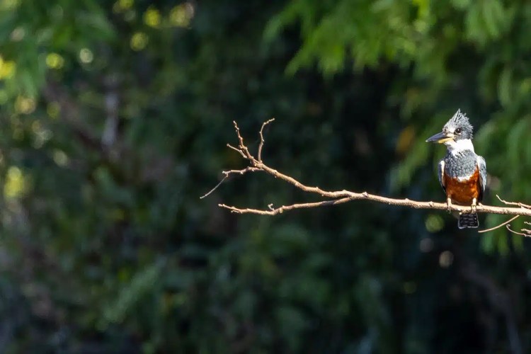 Ringed Kingfisher perched on a branch in Bocas del Torro. Birding in Panama.