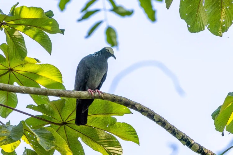 Gray pigeon perched on a branch surrounded by green leaves in Bocas del Toro.
