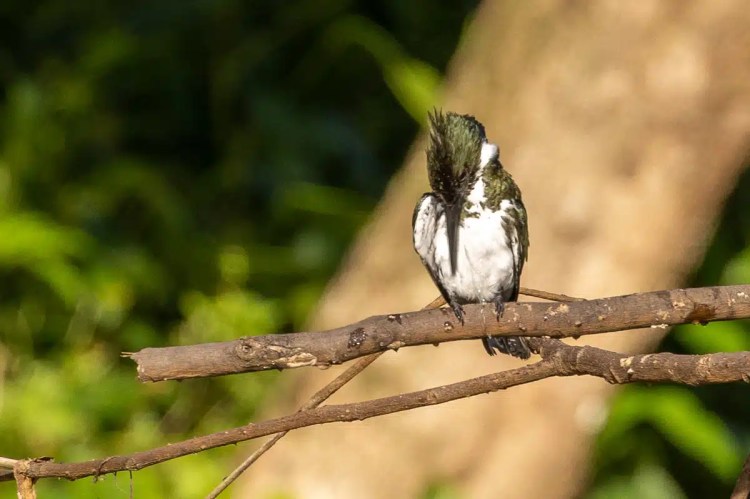 Rufous-tailed jacamar perched on a branch, preening its feathers in Bocas del Toro.