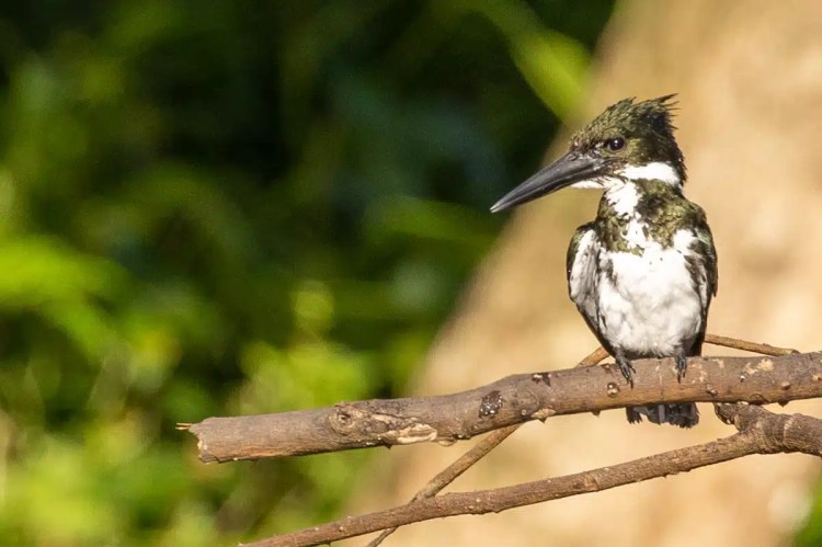 Ringed Kingfisher perched on a branch in Bocas del Toro.