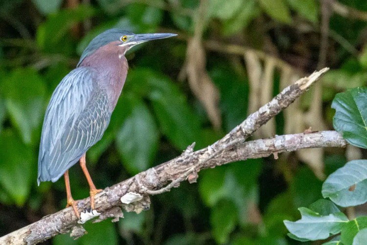 Green heron perched on a branch in Bocas del Torro. Birding in Panama.