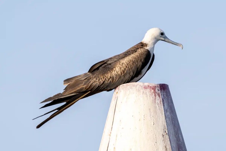 Juvenile Magnificent Frigatebird perches on a weathered post. Birding Bocas del Torro.