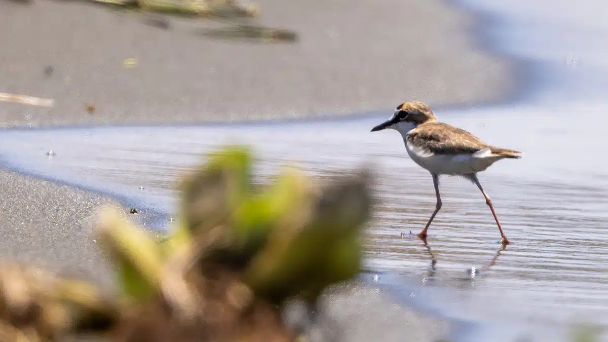 Shorebird wading in shallow water on a sandy beach, possibly in Bocas del Toro.