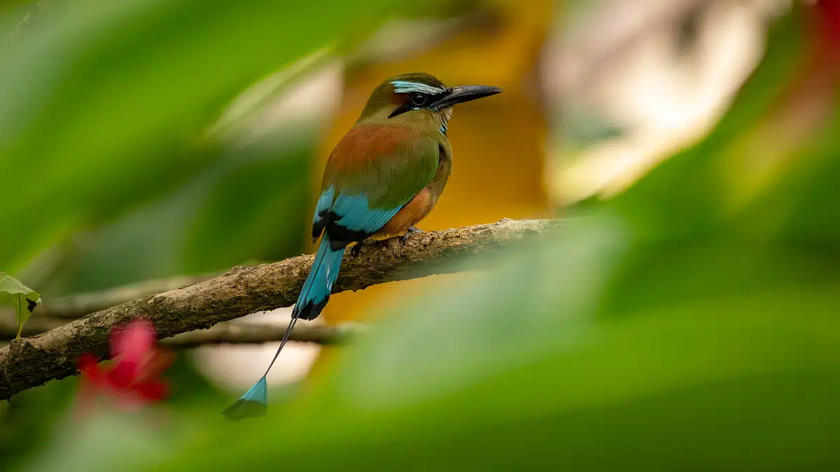 Motmot bird perched on a branch in Carara, Costa Rica