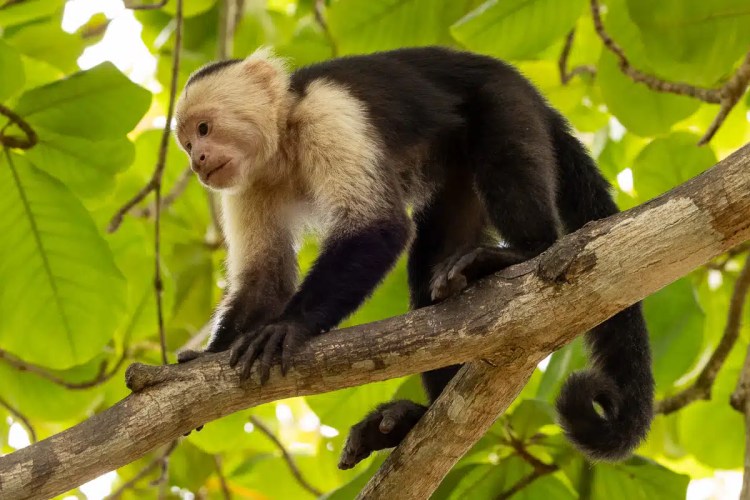 Brown bird perched on a branch, looking back over its shoulder.