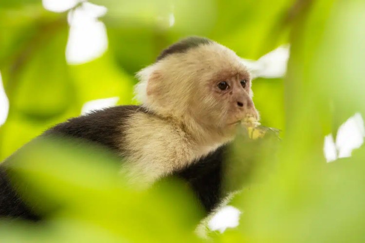 Brown bird perched on a branch, looking back over its shoulder.