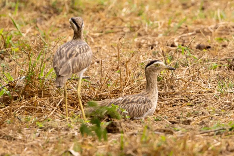 Brown bird perched on a branch, looking back over its shoulder.