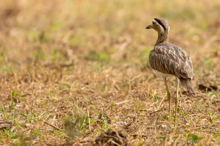Brown bird perched on a branch, looking back over its shoulder.