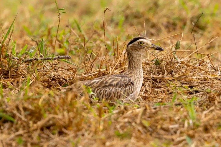 Brown bird perched on a branch, looking back over its shoulder.