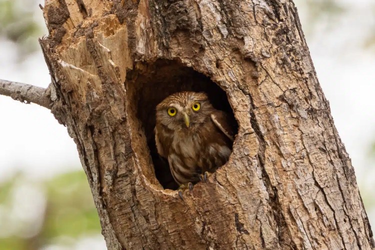 Brown bird perched on a branch, looking back over its shoulder.