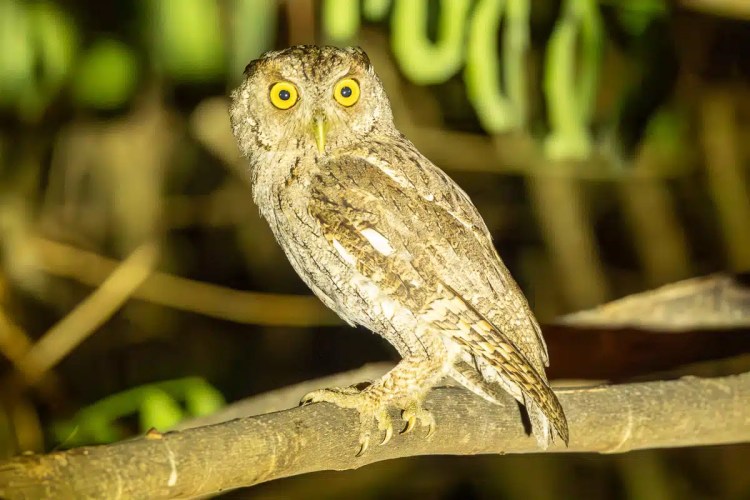 Owl with yellow eyes perched on a branch in Carara.