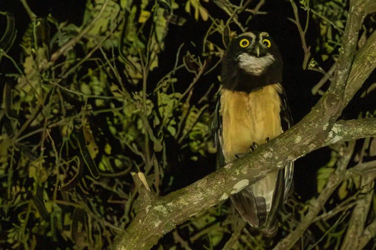 Spectacled owl perched on a branch in Carara, Costa Rica, with bright yellow eyes.
