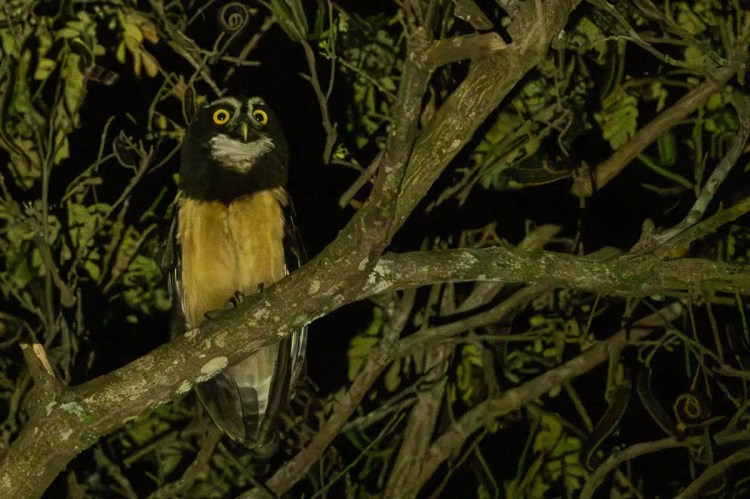 Spectacled owl perched on a tree branch at night in Carara.