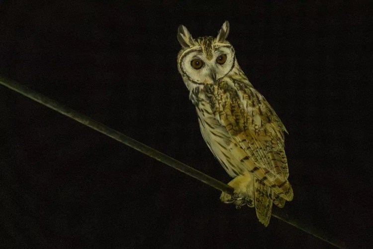 Short-eared owl perched on a wire at night.