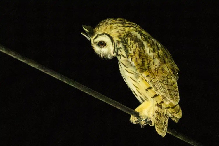 Owl perched on a wire, looking down. Carara may be home to this bird.
