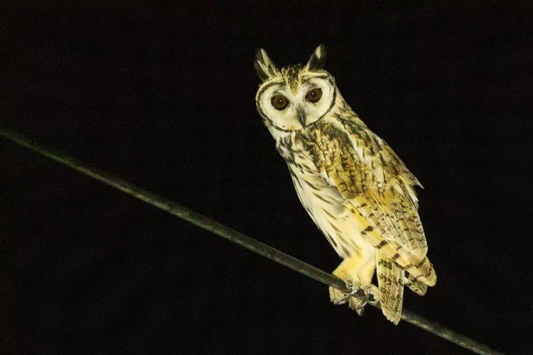 Owl perched on a wire in Carara, Costa Rica, with a dark background.