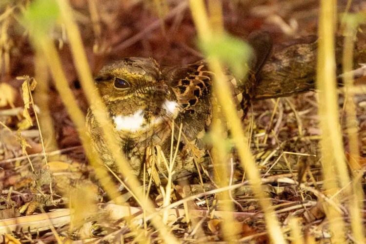 Camouflaged Pauraque bird nestled in leaf litter, Carara National Park.