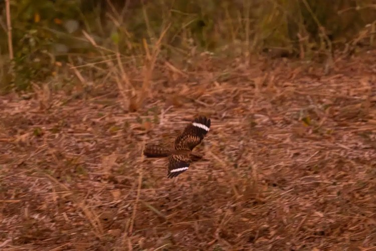 Bird in flight over dry grass, possibly in Carara National Park.