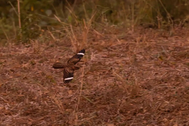 Rufous-tailed jacamar flying low over dry brush in Carara National Park.