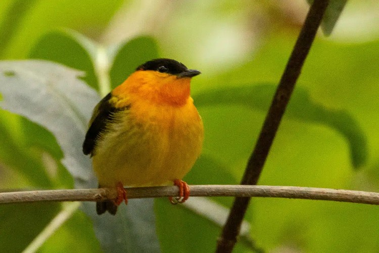 Orange-bellied euphonia perched on a branch in Carara National Park.