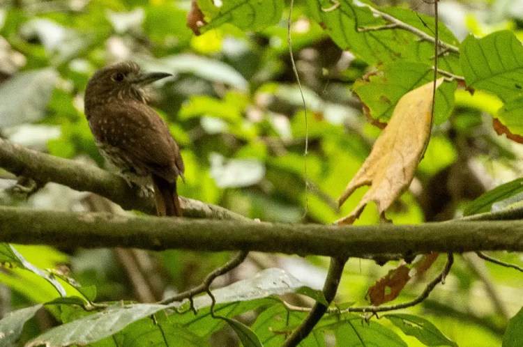 Brown bird with speckled chest perched on a branch in Carara.